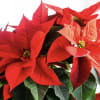 Brighten the season with our stunning red poinsettia plant, a classic symbol
