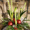A lovely holiday amaryllis plant with sprigs of cedar, bleached umbrella fern