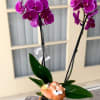Here&#039;s a captivating arrangement featuring vibrant, double-sided, pretty purple Phalaenopsis orchids beautifully