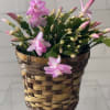The holiday cactus joins fir trees and poinsettias as plants beloved during
