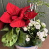 Poinsettia plant basket with 4 plants.