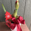 Beautiful potted Amaryllis for the Christmas Season