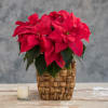 Lush, red poinsettia arranged in one of our baskets and accented with