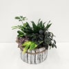 Nature&#039;s Patch brings living elegance to any space with a curated selection