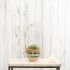 A modern terrarium that can be hung or sit on a table