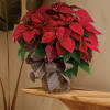 Red poinsettia plant in a bamboo basket with holiday bow