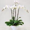 Elevate your space with four stunning Phalaenopsis orchids nestled in a designer