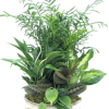 A beautiful arrangement of live tropical plants in a ceramic planter garnished
