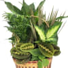 A beautiful assortment of plants arranged in a wicker basket garnished with