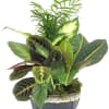A beautiful arrangement of live tropical plants in a ceramic planter garnished
