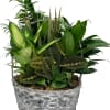 A beautiful assortment of tropical plants arranged in a 14 in. wicker