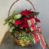 Send some Holiday Cheer with this festive houseplant basket. This basket has