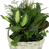 A beautiful arrangement of live tropical plants in a wicker laundry basket