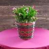 Lovely  Christmas  plant  with pink blooms.  This plant