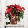 This red poinsettia is presented in a wicker basket with a plaid