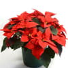 Our Minnesota grown Classic Red Poinsettia is covered with beautiful blooms. A