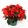 Our Minnesota grown Classic Red Poinsettia. A Christmas Classic. This size is