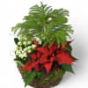 Our natural basket is planted with a collection of great holiday favorites