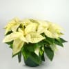 Our Minnesota grown poinsettia in white with classic hard sided leak proof