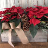 Rustic wood planter with 2 gorgeous pointsettia plants, seasonal greens pine cones