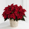 10&quot; Red Poinsettia will be placed in a basket and dressed with