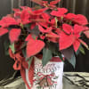 Gorgeous gift for the holidays, a beautiful red poinsettia plant in a