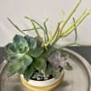  Everybody loves succulents! Send them to brighten up a new desk