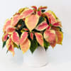PINK POINSETTIA PLANT IN WHITE CERAMIC POT
Pure Christmas. The most festive plant