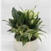 This dishgarden is a great piece to dress up any home.