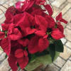 A festive potted Poinsettia plant.