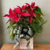 Add a touch of holiday cheer with our vibrant potted red poinsettia