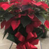 POINSETTA COMES IN A WICKER BASKETS WITH DECORATIVE BOW (THESE ONLY COME