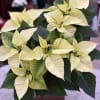 Creamy white poinsettia