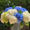 Colorful, fresh collection of hydrangeas in  a taller and lush setting.