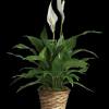 Peace Lily in Wicker Basket
Elegant and enduring, our Peace Lily is a