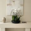 A high quality Fourteen white orchids arrangement with a vase 20" D