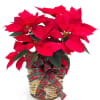 Choose from a wrapped in foiled poinsettia, basket, or upgrade to have