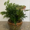 A variety of live plants in a ceramic container. Plants and base
