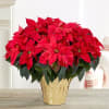 Make a statement at all your holiday celebrations with our grand poinsettia