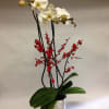 This seasonal spin on our orchid planter comes complete with Ilex berries