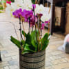 Assorted orchid plants arranged in a modern pot. Orchids are exotic in