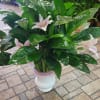 A full-size peace lily with added stems of fresh-cut stargazer lilies. Perfect
