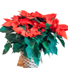 10&quot; Christmas Poinsettia in Wicker Basket