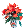 4&quot; Poinsettia in Christmas tin