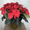 10&rdquo; Poinsettia in Foil