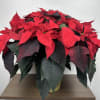 8&rdquo; Poinsettia in Foil