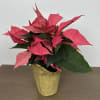 4&rdquo; Poinsettia in Foil
