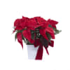Red poinsettia in a snowflake container with a red velvet bow and