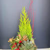 Winter Holiday Dish Garden with a fern plant, succulent, and partridge berries