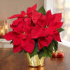 A traditional Christmas Poinsetta. Three sizes available. Please call for Jumbo size.